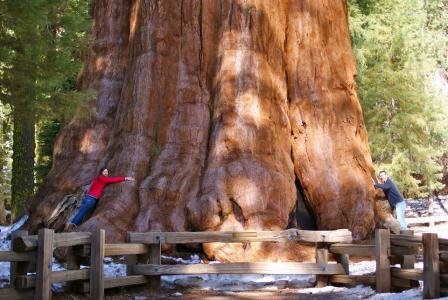 世界上最大年龄的树 世界上最大的树是什么