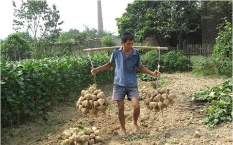 豆薯种植 豆薯怎么种植_豆薯的种植技术