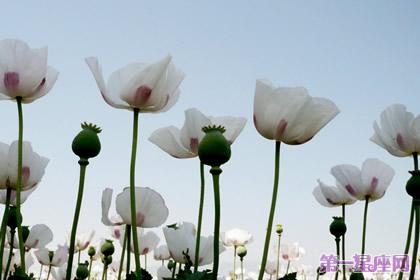 各种花语大全带图片 花语大全带图片 各种花语大全(7)