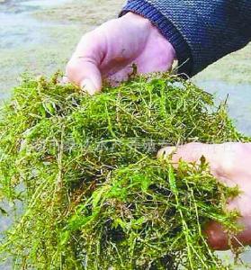 伊乐藻种子怎么种植 伊乐藻怎么种植_伊乐藻的种植技术