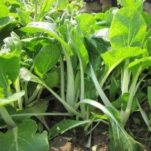 小白菜种植方法 种小白菜怎么种_小白菜的种植方法