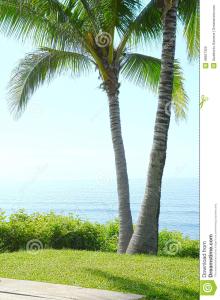 椰子树种植 椰子树怎么种_椰子树的种植技巧