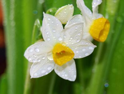水仙花的花语 水仙花的花语是什么_水仙花的花语和象征_水仙花的传说简介