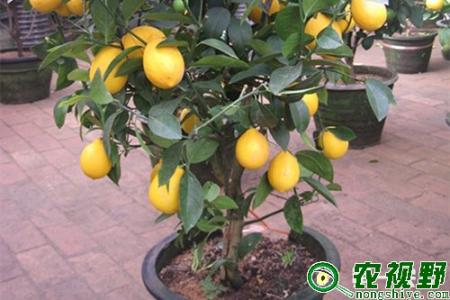 柠檬树种植 怎么种柠檬树_柠檬树的种植
