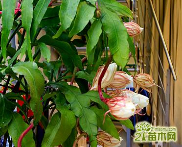 昙花怎么修剪养才开花 昙花怎么养才开花