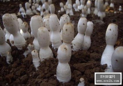 鸡腿菇的种植技术 怎么种鸡腿菇_鸡腿菇的种植技术