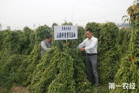 山药种植技术 山药怎么种植_山药的种植技术