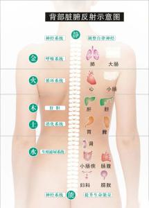 养后背等于养命 保养后背等于保命