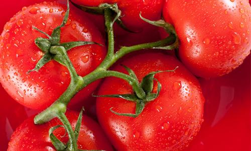 黄瓜与西红柿不宜放 西红柿不宜什么时候吃