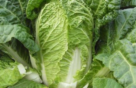 大白菜种植技术 秋天大白菜怎么种_大白菜的种植技术