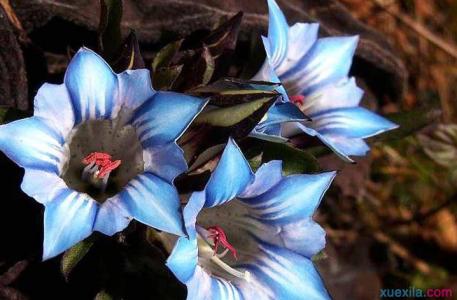 牡丹的形态特征 龙胆花怎么养 龙胆花的形态特征