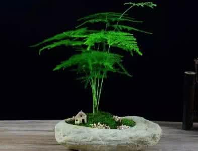 文竹盆景的制作与养护 文竹怎么养护 文竹的盆景制作