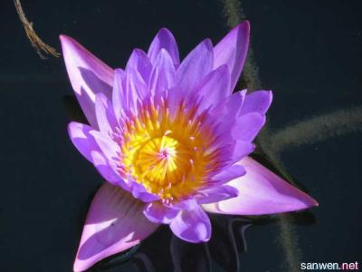 紫色睡莲的花语是什么 紫色睡莲的花语是什么意思 紫色睡莲花语