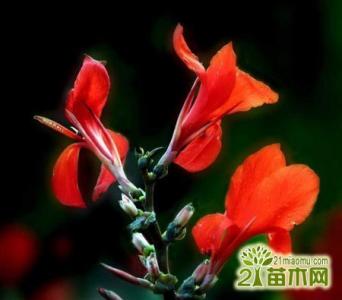 卷柏怎么养植注意事项 对红花怎么养 养对红花的注意事项