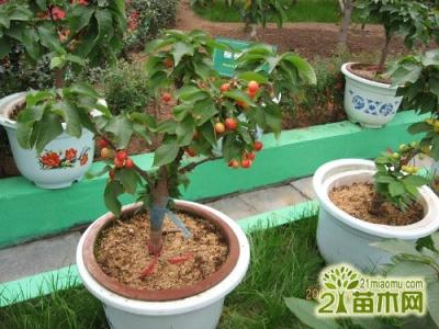 盆栽樱桃怎么种植 樱桃盆栽怎么种_樱桃盆栽的种植