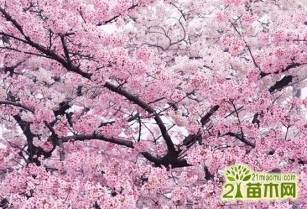 樱花树怎么种植成活 樱花树怎么种_樱花树的种植方法