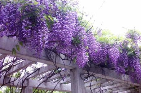 紫藤花在庭院如何种植 紫藤花怎么种_如何种植紫藤花