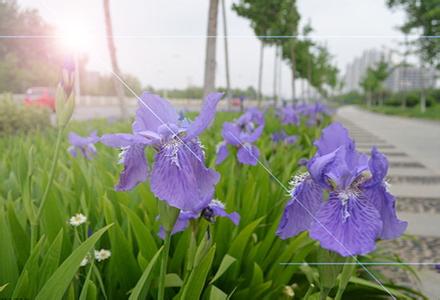 鸢尾花怎么养 鸢尾花怎么养 鸢尾花的价值