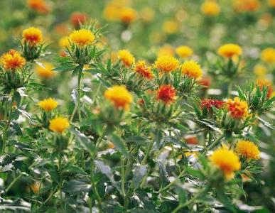 红花种植方法 红花怎么种_红花的种植方法