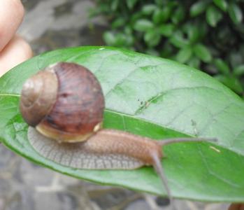 蜗牛养殖 怎样养殖蜗牛_蜗牛要怎么养