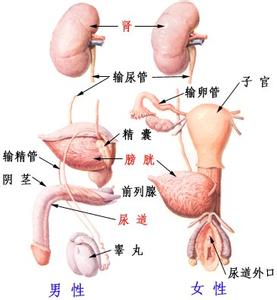 尿道结石排石方法 尿道结石怎么诊断 尿道结石的诊断方法