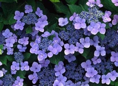紫罗兰怎么种植 怎么种紫罗兰_紫罗兰的种植技术