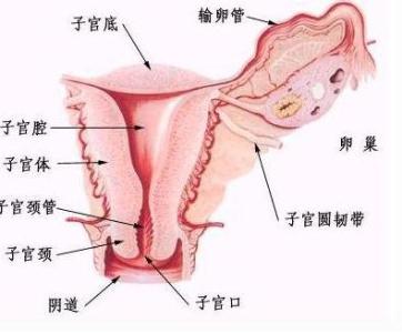子宫肌瘤多长时间形成 女性子宫肌瘤是怎么形成的