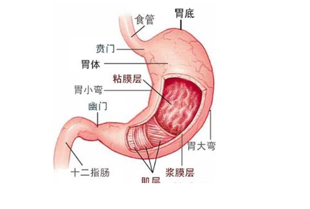 糜烂性胃炎吃什么食物 糜烂性胃炎可以吃什么 胃糜烂吃什么食物好