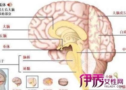 脑萎缩的原因和症状 脑萎缩形成的原因