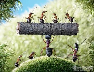 蚂蚁人生维尔伦解析 蚂蚁人生