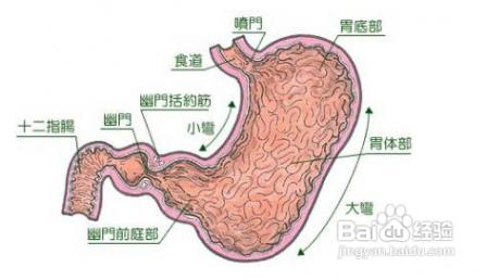 胃炎吃什么食物最养胃 胃炎怎么养 对胃炎好的食物