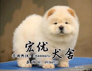 小型松狮犬多少钱一只 纯种松狮犬多少钱一只