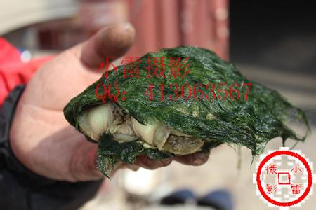 绿毛龟有什么药用价值 绿毛龟的价格