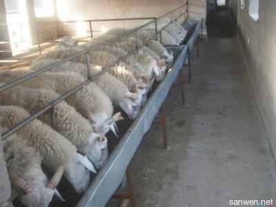 怎么养羊最赚钱 圈养羊怎么养
