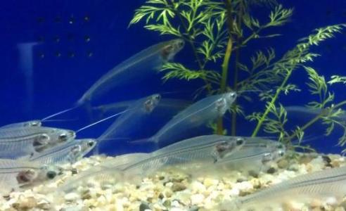 玻璃猫鱼怎么养 玻璃猫鱼的生活习性
