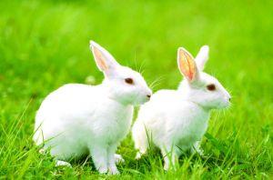 兔子冬天怎么养 兔子冬天怎么养 养兔子的准备