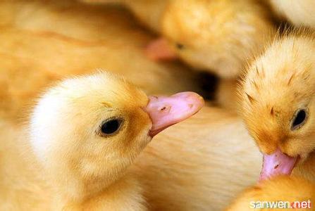 雏鹅疾病防治 雏鸭怎么养 雏鸭的疾病防治