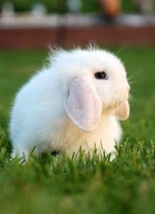 垂耳兔幼兔吃的兔粮 垂耳兔幼兔怎么养 垂耳兔的饲养方法