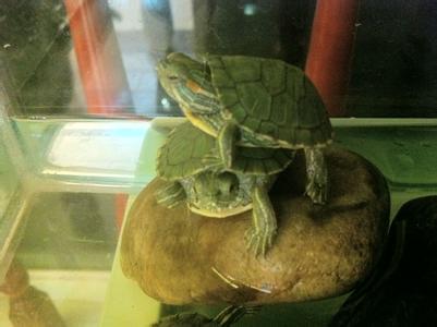 家里养什么乌龟好养 家里怎么养龟