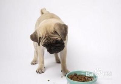 广州宠物狗领养 宠物狗要怎么养 宠物狗的饮食管理