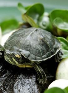 巴西龟冬天饲养方法 巴西乌龟冬天怎么养 巴西乌龟的饲养方法