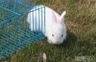 兔子的养殖方法 怎样养兔子效益高_兔子的养殖方法