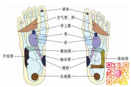 足部穴位图 痤疮巧按足部加强排泄功能