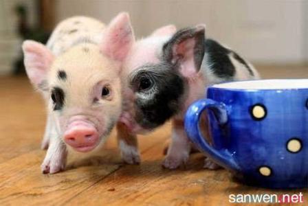 龙猫多少钱一只 茶杯猪多少钱一只