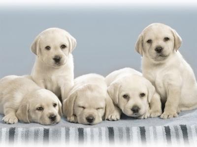 可爱狗狗排行榜 可爱的狗狗品种图片 可爱的狗狗排行榜(2)