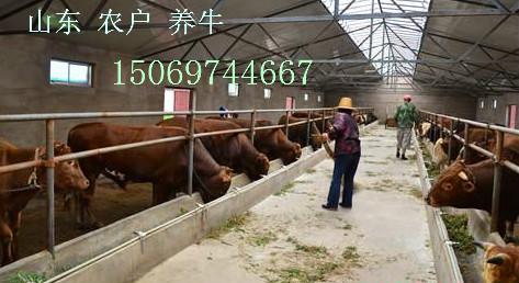 黑龙江养牛饲养员工资 养牛怎么养 牛的饲养方法