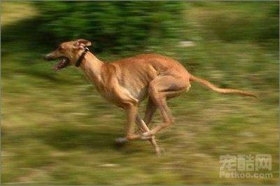 世界上跑得最快的动物 跑得最快的动物 世界上跑得最快的动物是什么