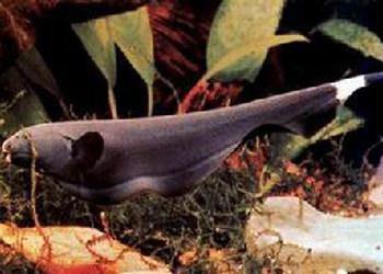 蓝鳗鱼形态特征 黑魔鬼鱼怎么养 黑魔鬼鱼的形态特征