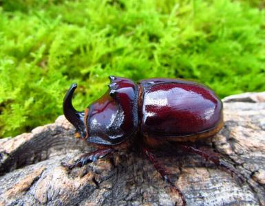 甲虫怎么养 甲虫的生活习性