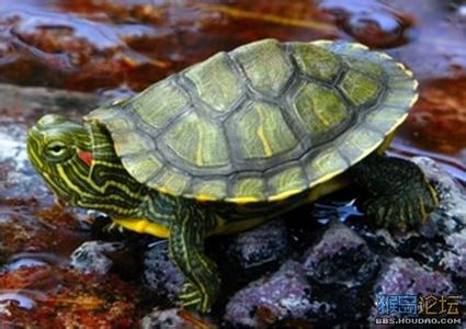 巴西龟怎么养长得快 巴西龟的生活习性